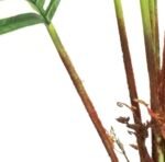 Planta Artificial Areka - Imagen 6