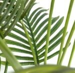 Planta Artificial Areka - Imagen 5