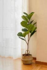 Planta Artificial Pandurata