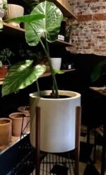 Maceta Línea Cilindro con Pie de Madera - Imagen 8