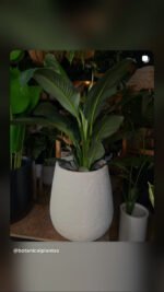 Rotomoldeada gota rugosa 50cm