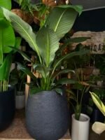 Rotomoldeada gota rugosa 50cm - Imagen 2